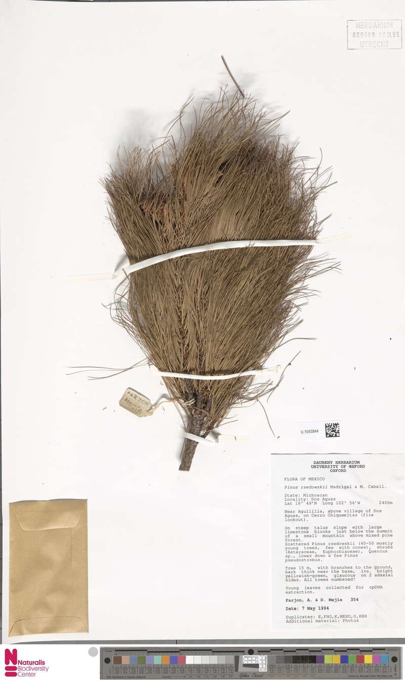 Pinus rzedowskii photo 2
