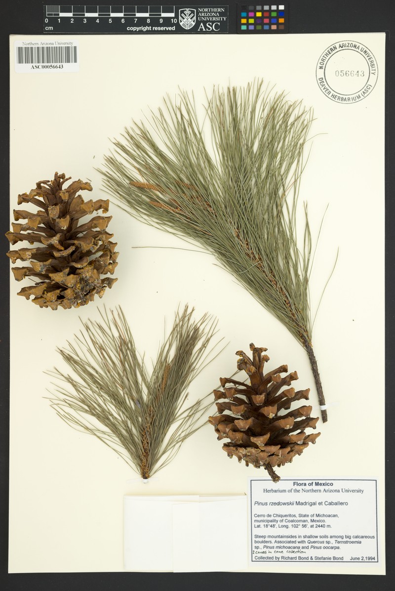 Pinus rzedowskii photo 4