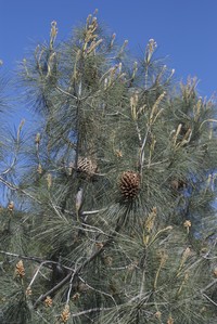 California Foothill Pine