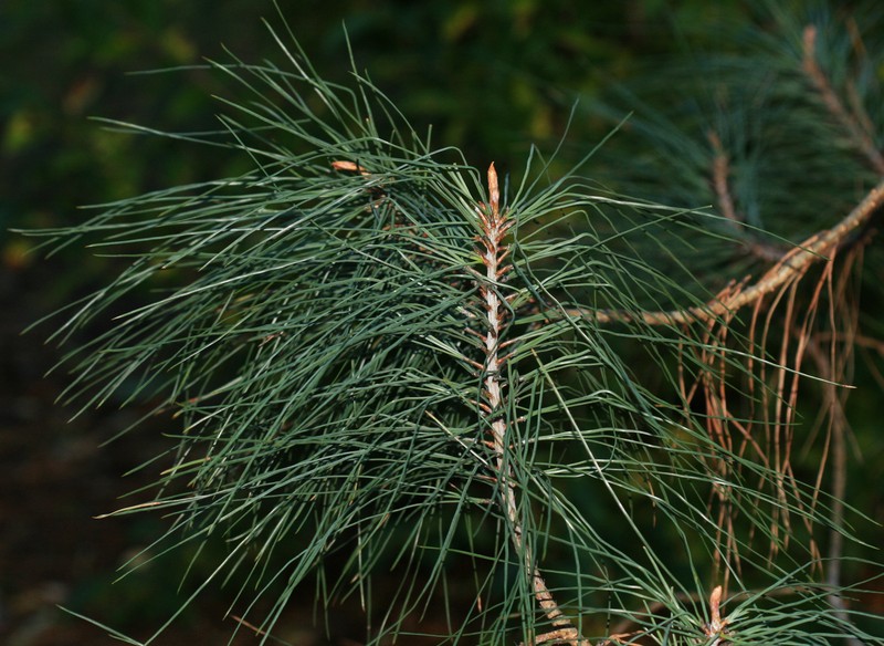 California Foothill Pine photo 2