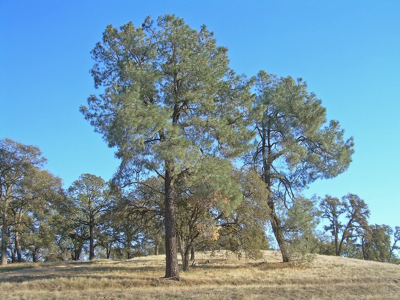 California Foothill Pine photo 3