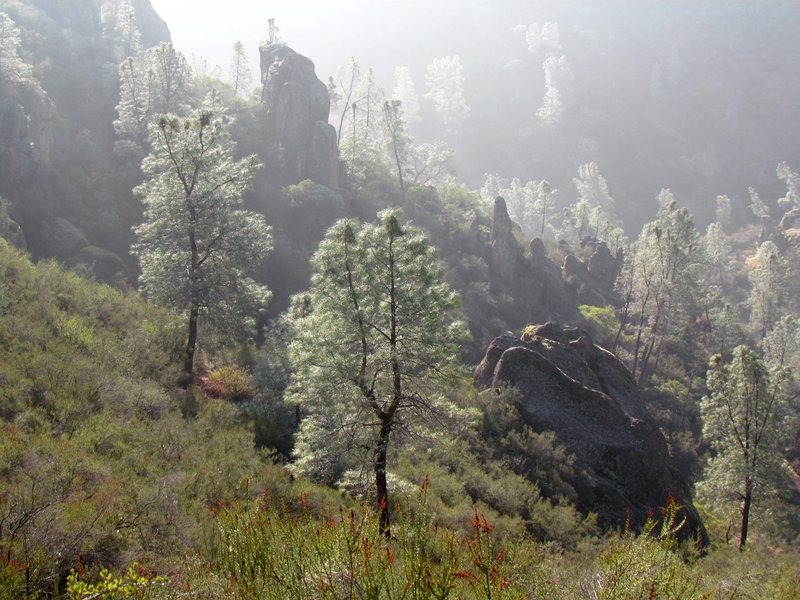 California Foothill Pine photo 7