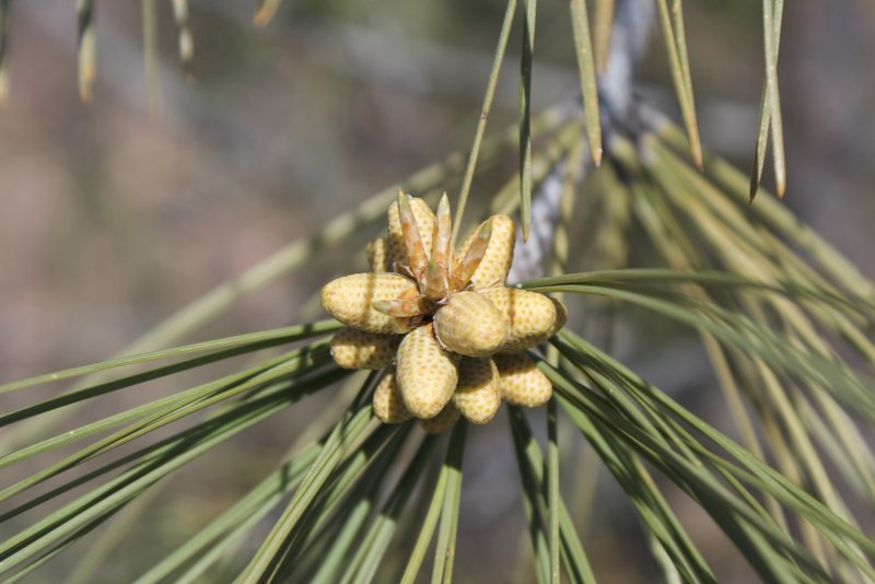California Foothill Pine photo 8
