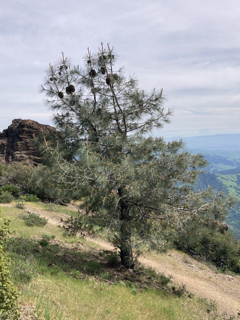 California Foothill Pine photo 6