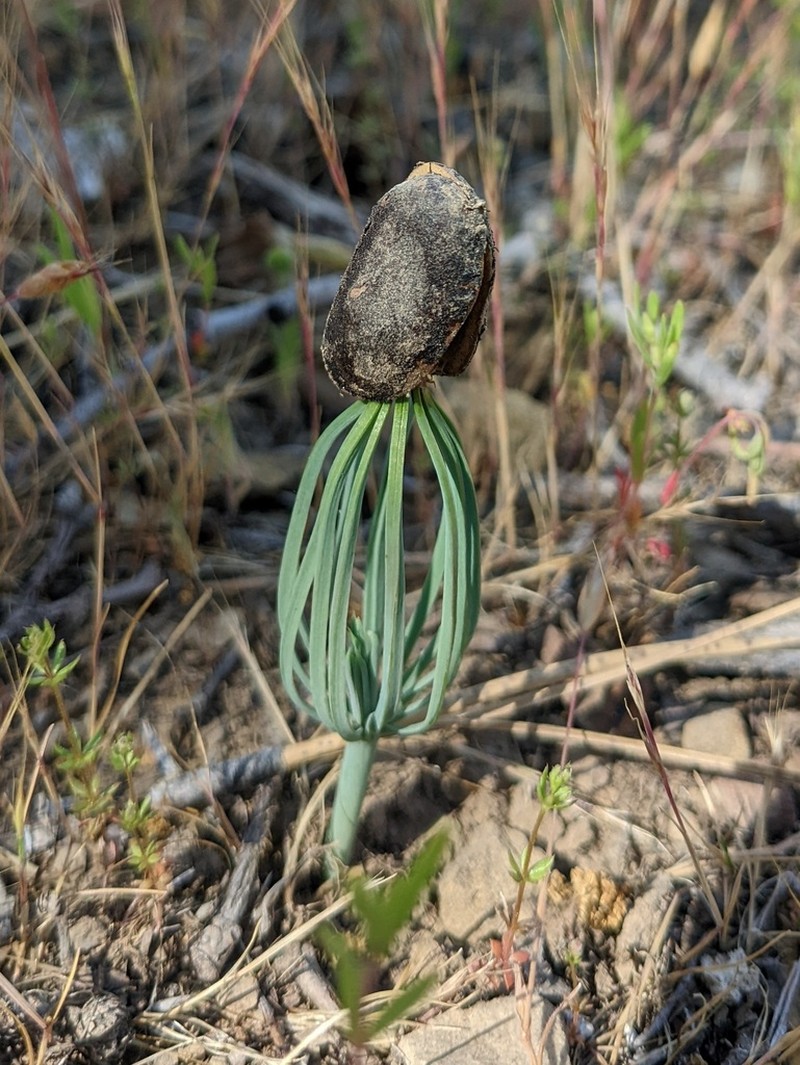 California Foothill Pine photo 7