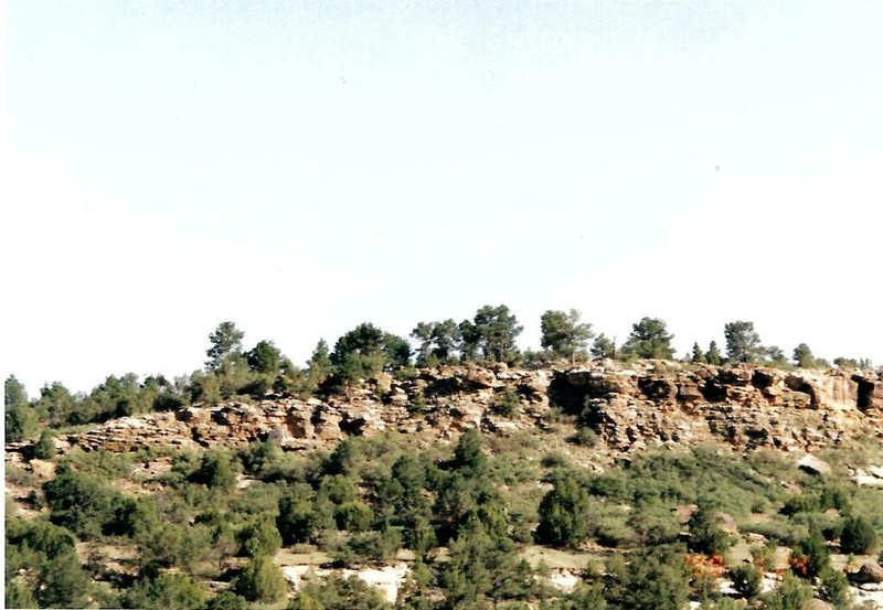 Pinus scopulorum photo 3