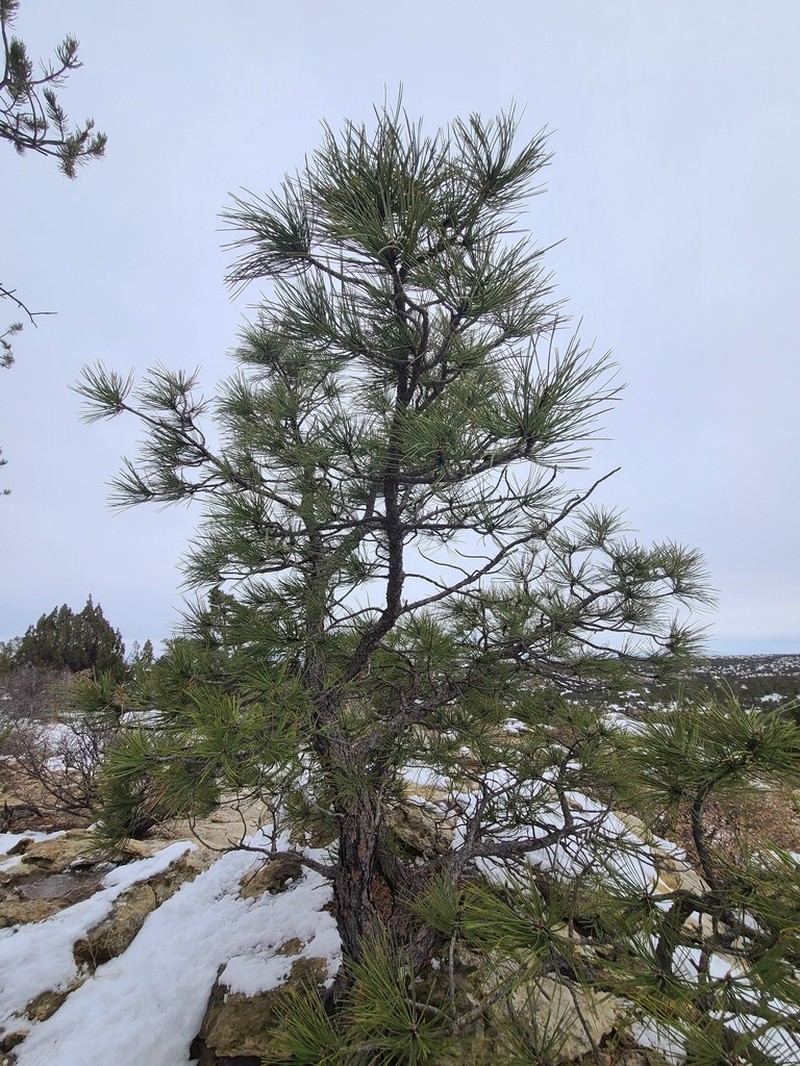Pinus scopulorum photo 4