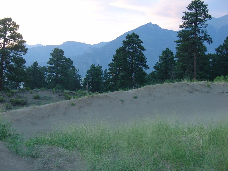 Pinus scopulorum photo 6