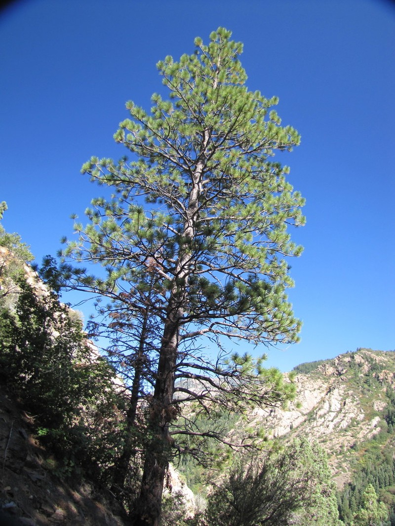 Pinus scopulorum photo 8
