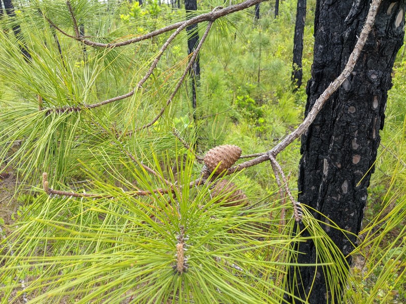 pond pine photo 2
