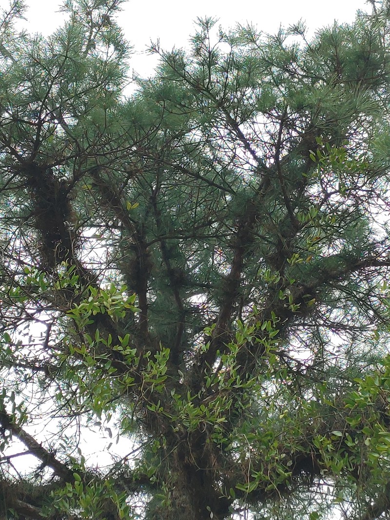 pond pine photo 3