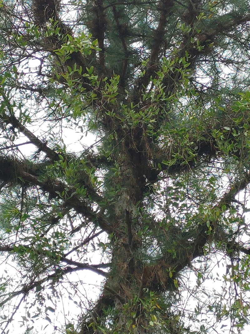 pond pine photo 4