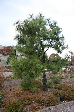 pond pine