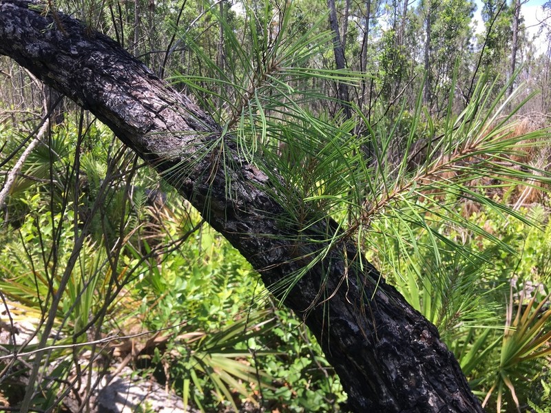 pond pine photo 2
