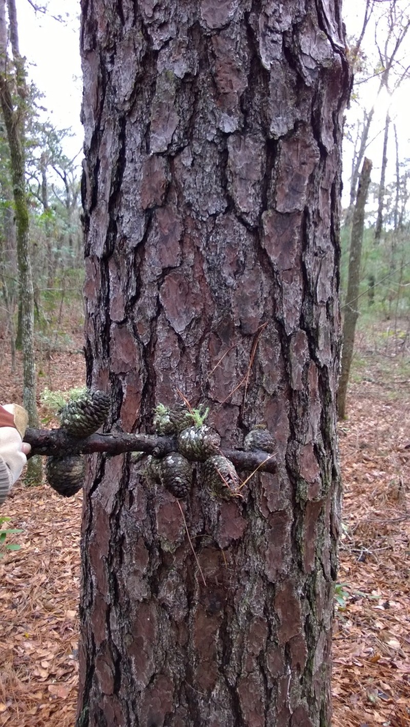 pond pine photo 3