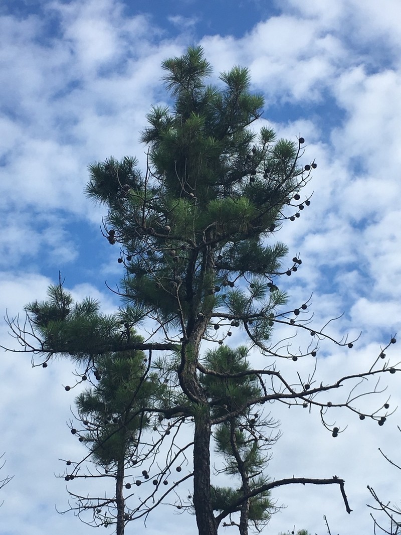 pond pine photo 4