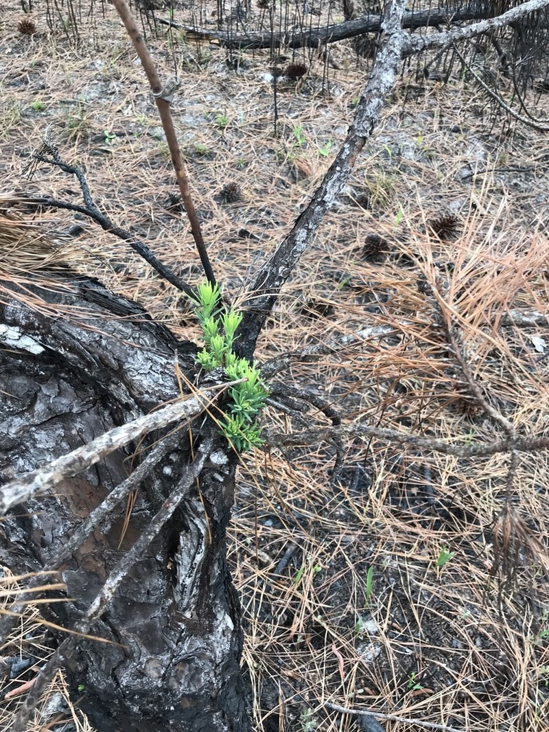 pond pine photo 5