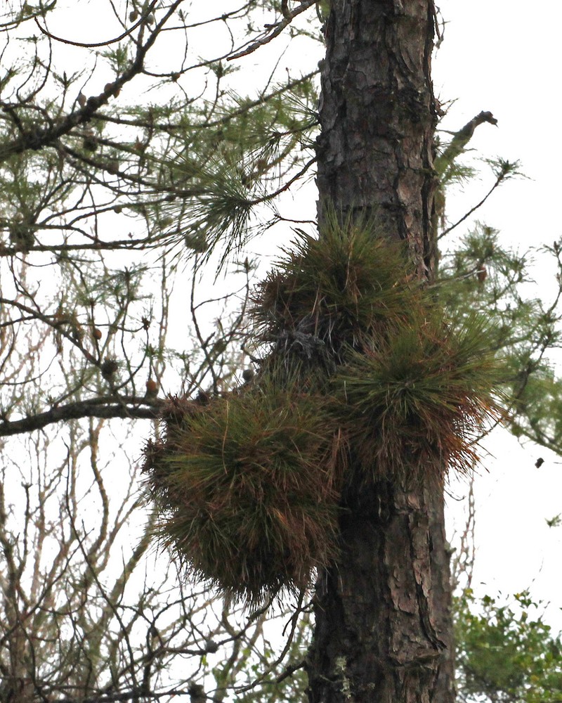 pond pine photo 6
