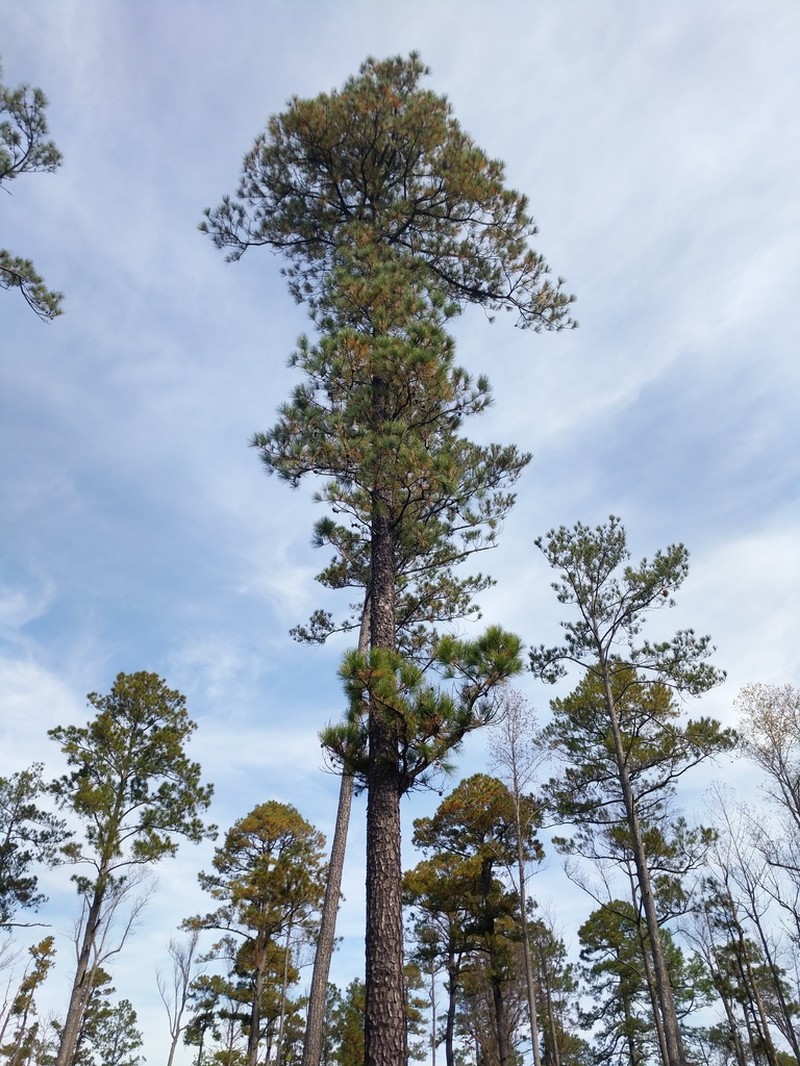 pond pine photo 7