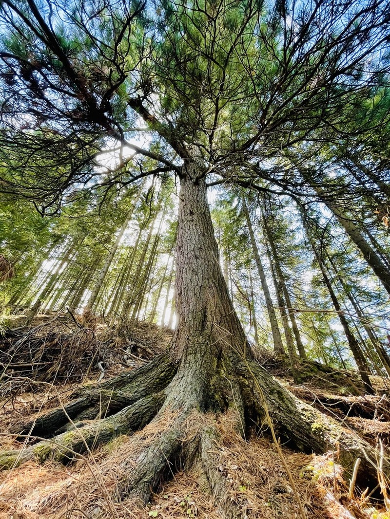 Siberian Pine photo 6