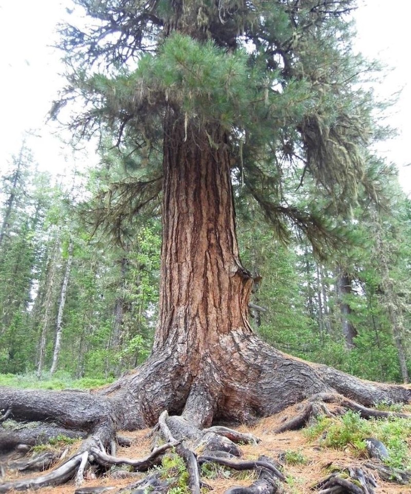 Siberian Pine photo 7