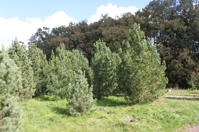 Siberian Pine