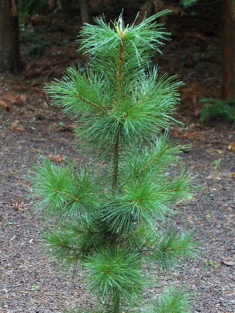 Siberian Pine photo 2