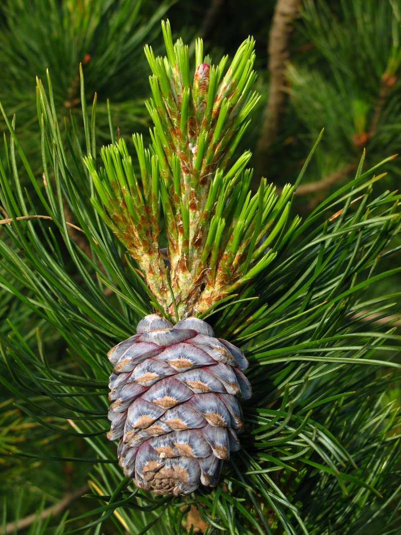 Siberian Pine photo 3