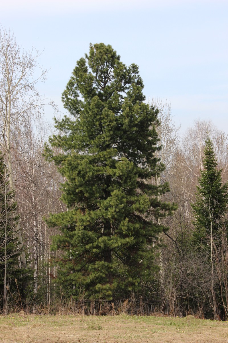 Siberian Pine photo 4