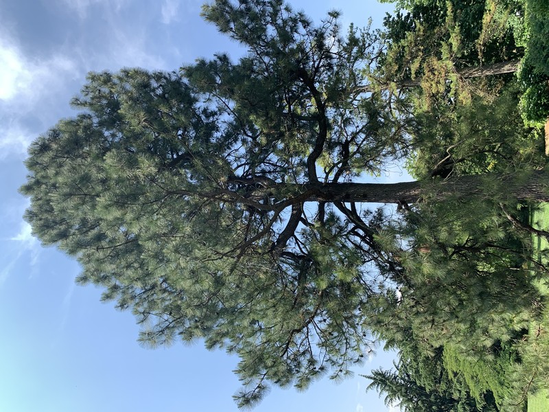 Sonderegger Pine photo 2
