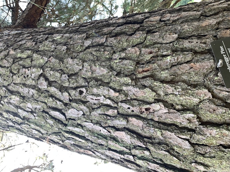Sonderegger Pine photo 3