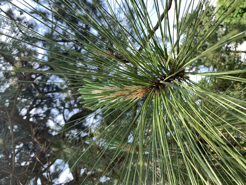 Sonderegger Pine photo 4