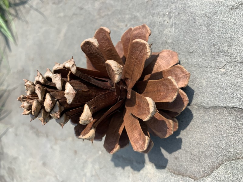 Sonderegger Pine photo 5