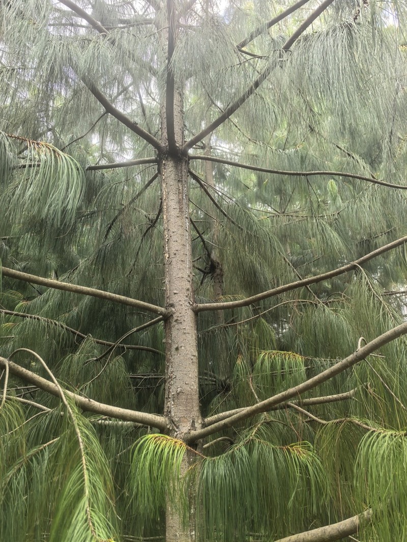 Pinus squamata photo 2