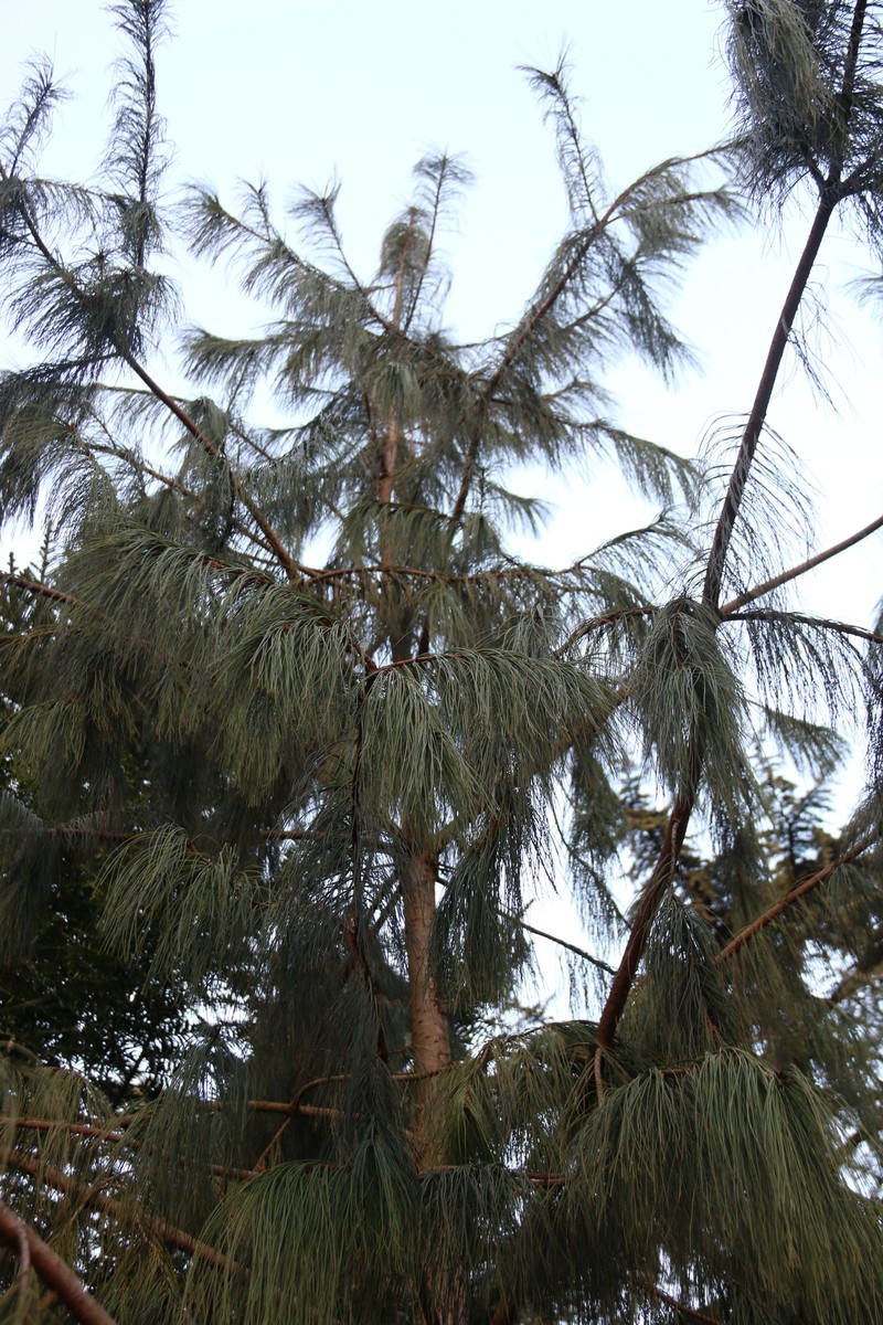 Pinus squamata photo 4