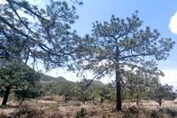 Pinus stormiae