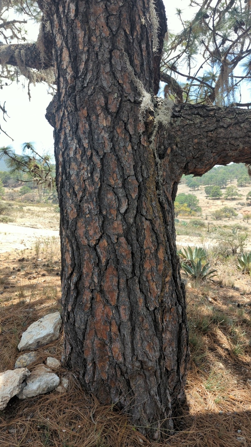 Pinus stormiae photo 2