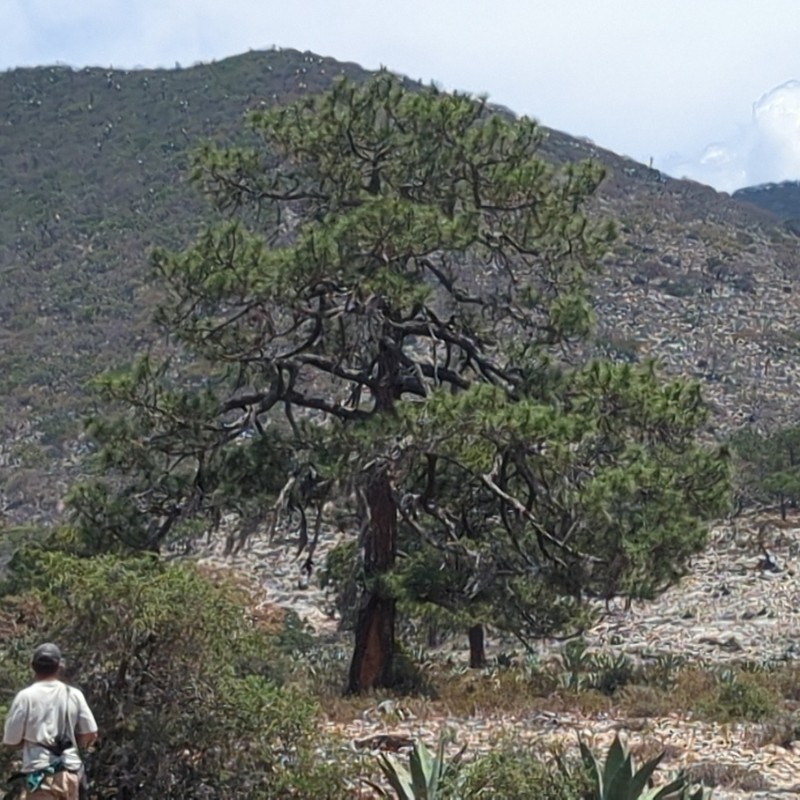 Pinus stormiae photo 3