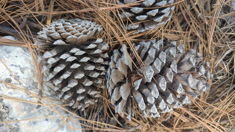 Pinus stormiae photo 4