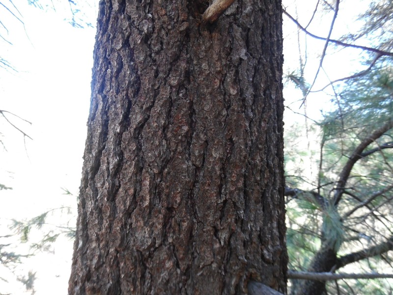 Southwestern White Pine photo 2