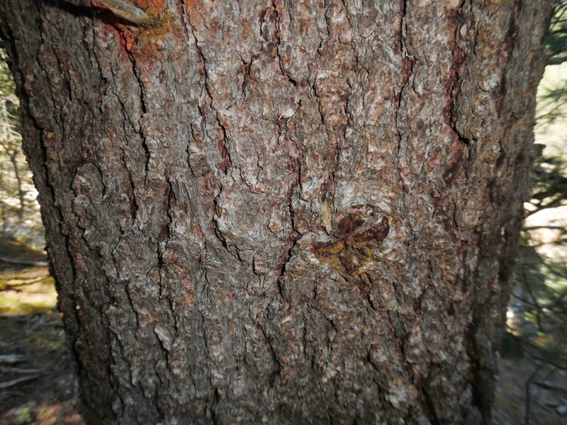 Southwestern White Pine photo 3