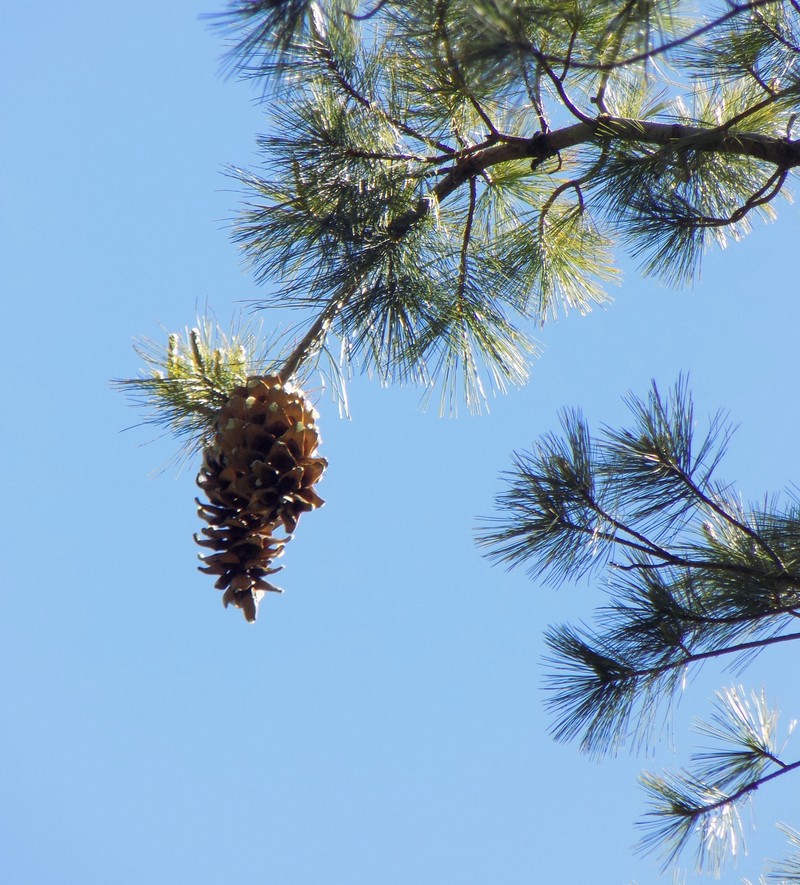 Southwestern White Pine photo 4