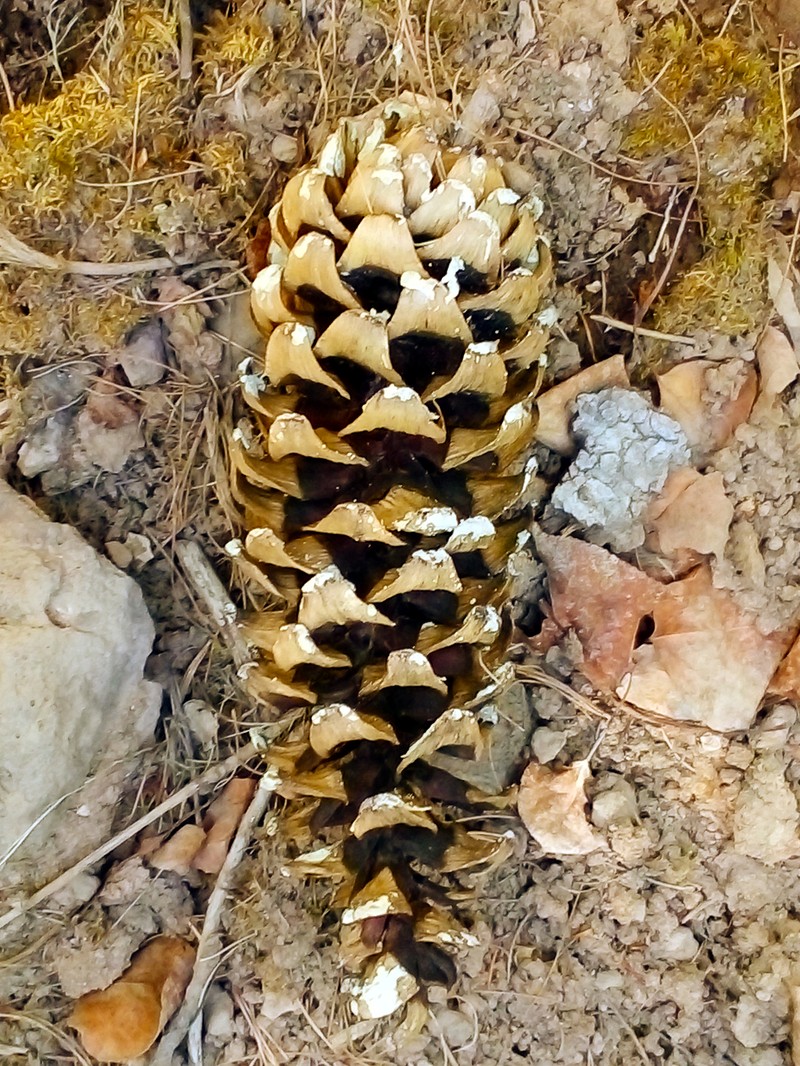 Southwestern White Pine photo 5