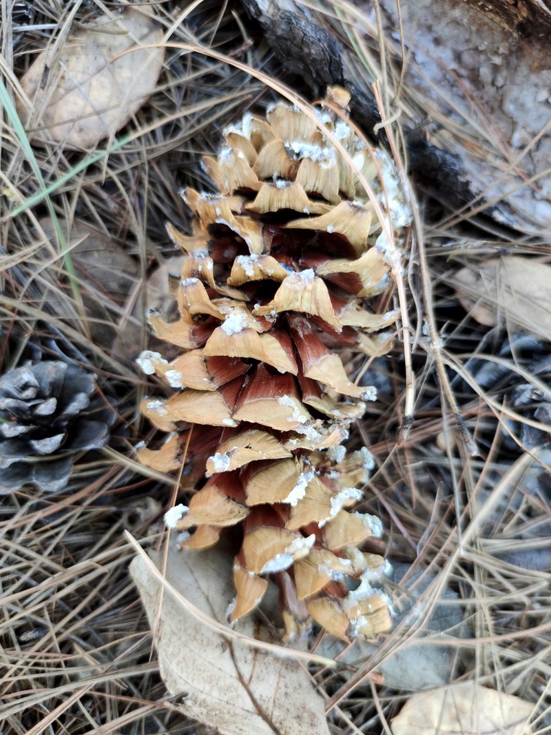 Southwestern White Pine photo 6