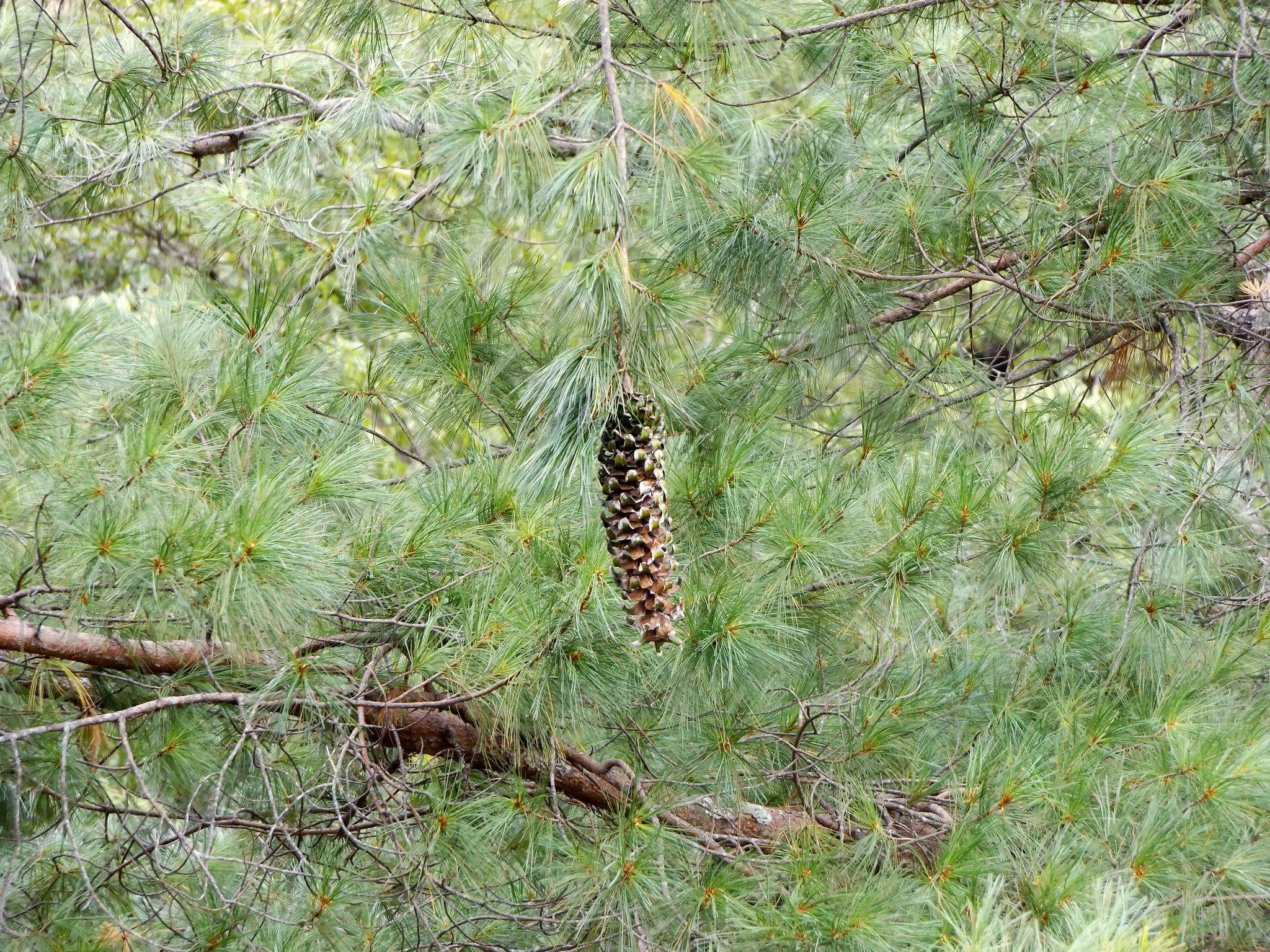 Southwestern White Pine