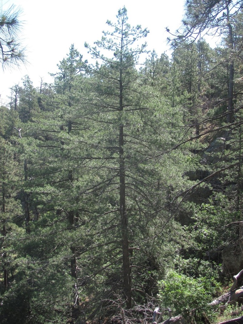 Southwestern White Pine photo 3