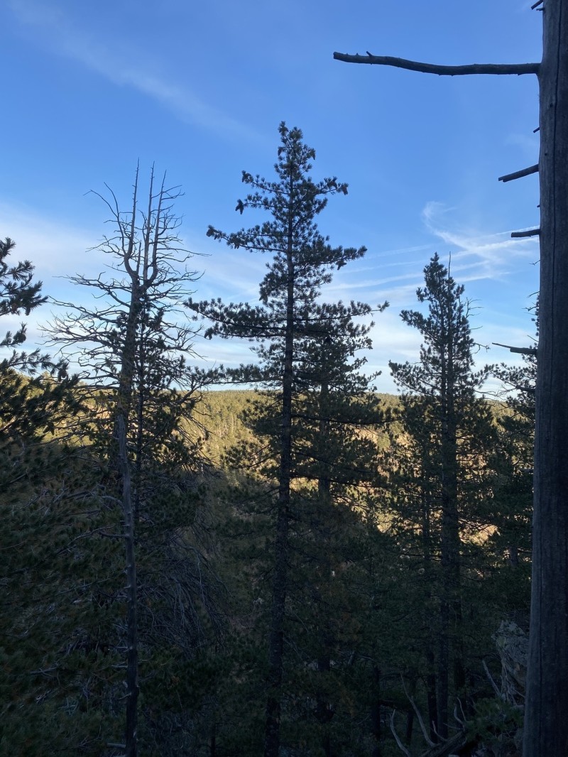 Southwestern White Pine photo 4