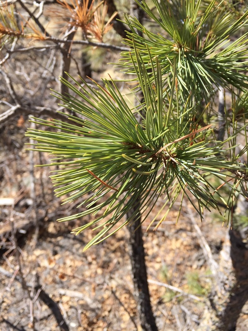 Southwestern White Pine photo 5