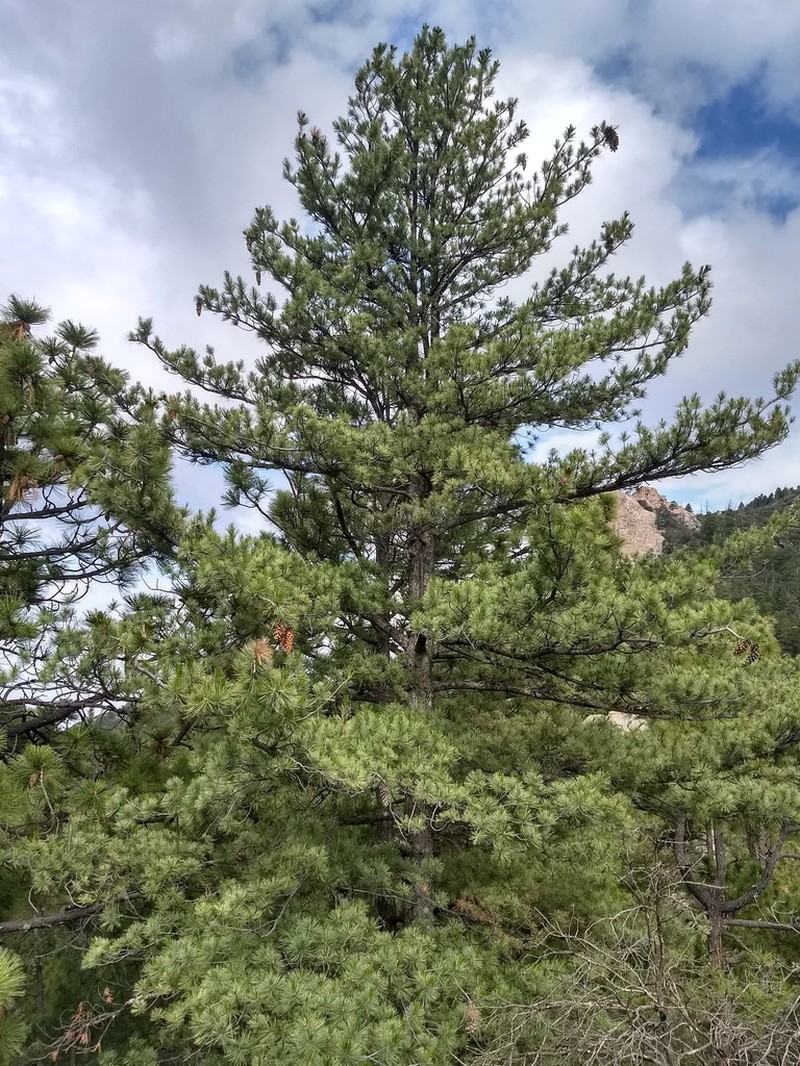 Southwestern White Pine photo 6