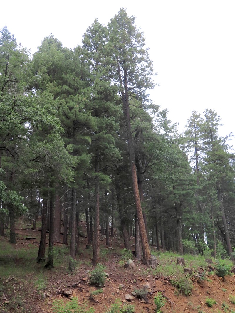 Southwestern White Pine photo 7